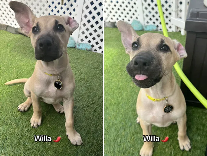 This TikTok Trend Is All About Dogs And Their Reactions To “Good Boy/Girl” Praise (50 Pics)