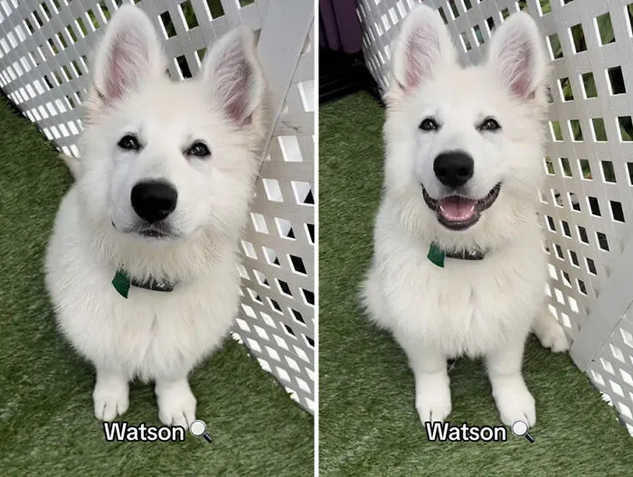 This TikTok Trend Is All About Dogs And Their Reactions To “Good Boy/Girl” Praise (50 Pics)