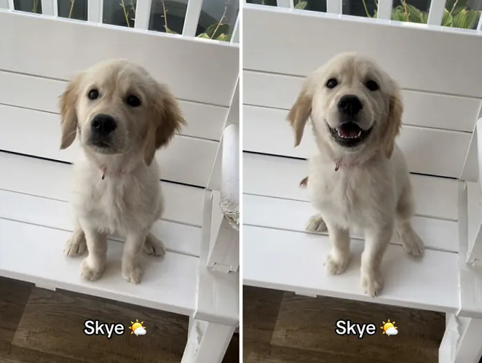 This TikTok Trend Is All About Dogs And Their Reactions To “Good Boy/Girl” Praise (50 Pics)