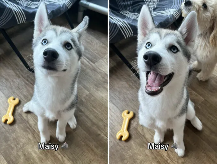 This TikTok Trend Is All About Dogs And Their Reactions To “Good Boy/Girl” Praise (50 Pics)