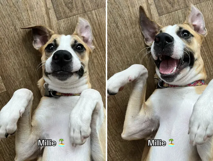 This TikTok Trend Is All About Dogs And Their Reactions To “Good Boy/Girl” Praise (50 Pics)