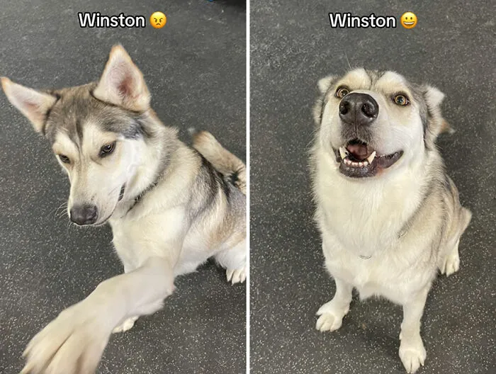 This TikTok Trend Is All About Dogs And Their Reactions To “Good Boy/Girl” Praise (50 Pics)