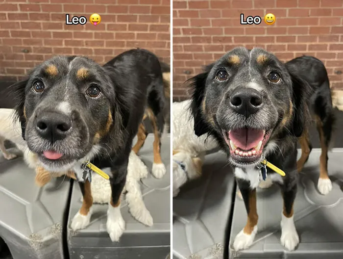 This TikTok Trend Is All About Dogs And Their Reactions To “Good Boy/Girl” Praise (50 Pics)