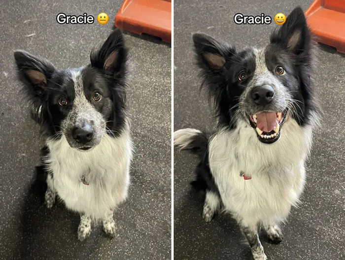 This TikTok Trend Is All About Dogs And Their Reactions To “Good Boy/Girl” Praise (50 Pics)