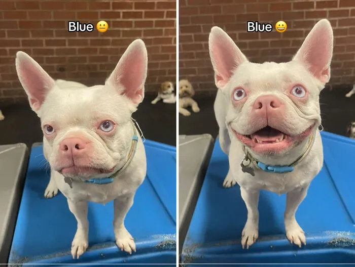 This TikTok Trend Is All About Dogs And Their Reactions To “Good Boy/Girl” Praise (50 Pics)