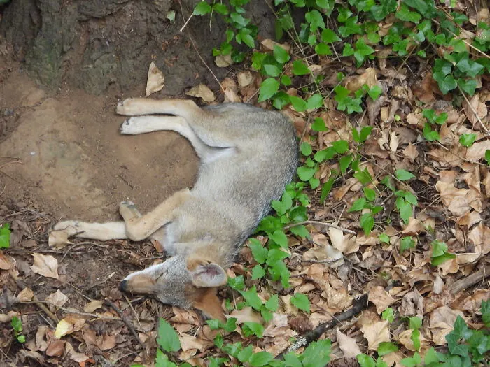 Sleepy Coyote
