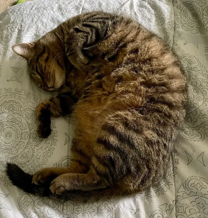 This Is Baby Thor , My Cat That Hates Getting Cuddled And Loves Protecting People