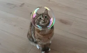 33 Compelling Reasons “Why You Should Get A Cat”