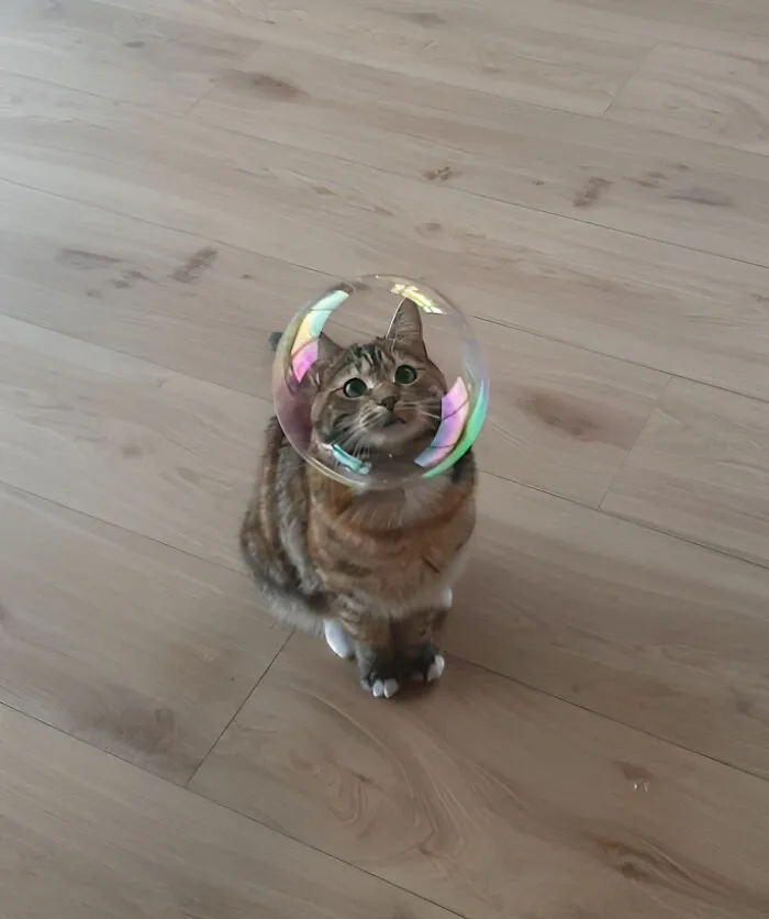 33 Compelling Reasons “Why You Should Get A Cat”