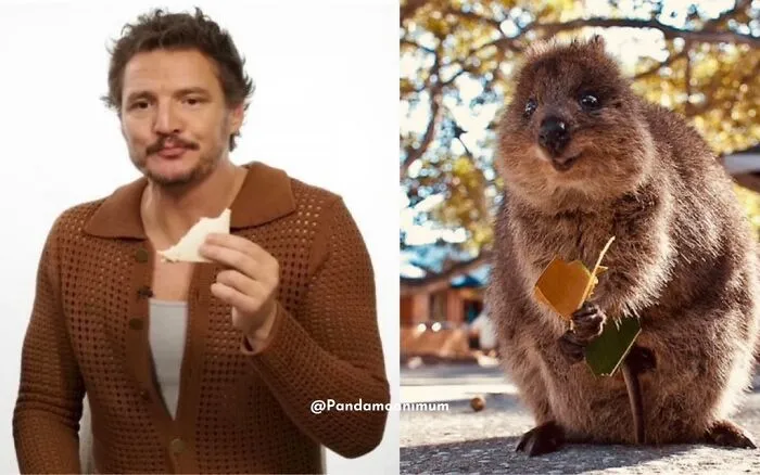 'X' User Makes A Thread That Shows Pedro Pascal With Matching Quokkas And Mushrooms, And It's Hilariously Accurate (22 Pics)