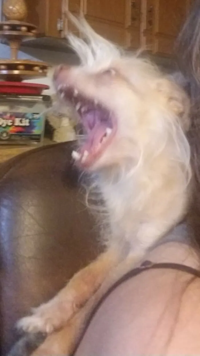 Fizzgig!