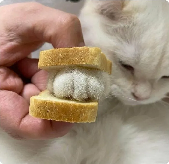 33 Compelling Reasons “Why You Should Get A Cat”