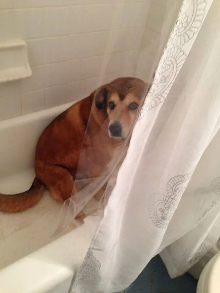 I Have No Idea Who Pooped In The Kitchen. I’ve Just Been In Here