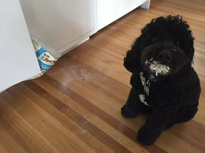 Stealing Food? I Have No Idea What You’re Talking About