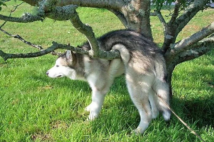 I’m Not Stuck! I’m… Doing Yoga