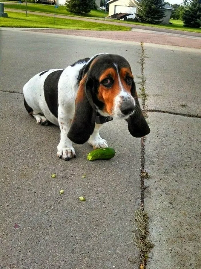 I Thought You Wanted Me To Get Rid Of It For You