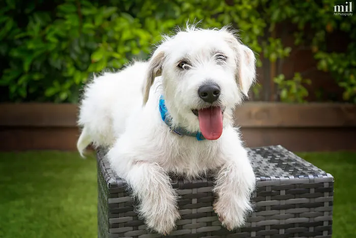 "Tongue Out Alfie" - White Jackapoo Puppy