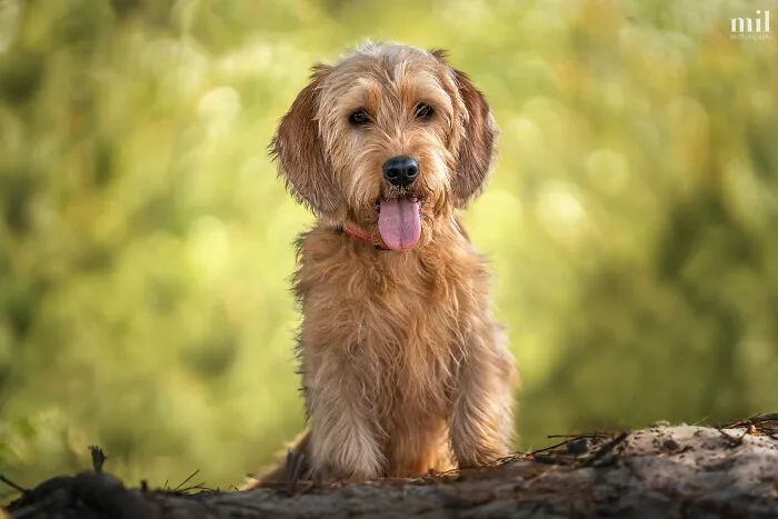 "Tongue Out Blanche Deveraux" - Basset Fauve De Bretagne Red Wheaton