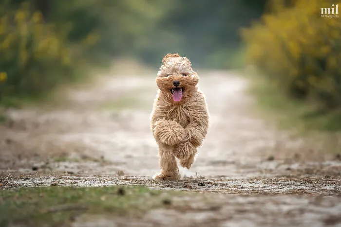 "Tongue Out Duffy" - Cavapoo Puppy
