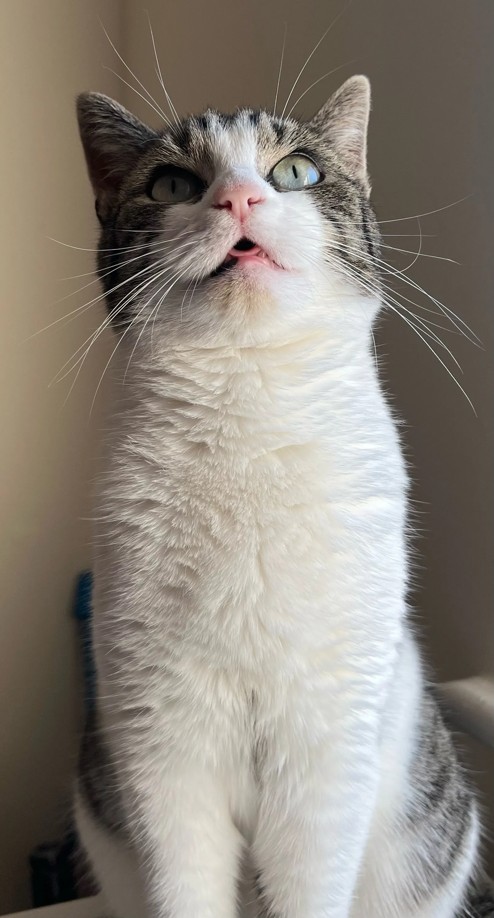 Hey Pandas, Post A Pic Of Your Pet!
