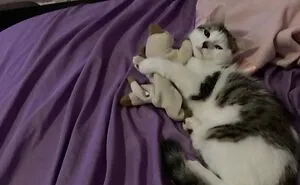 Hey Pandas, Post A Picture Of Your Pet Cuddling With A Plushie (Closed)
