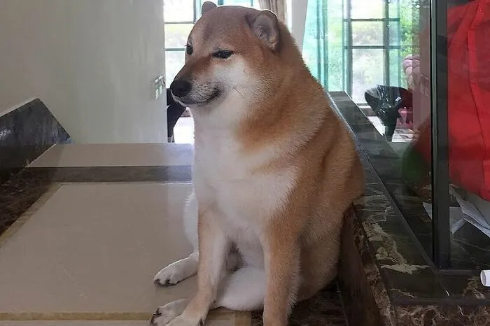 Hey Pandas, Post Memes Featuring Cheems To Pay Homage To The Meme Legend