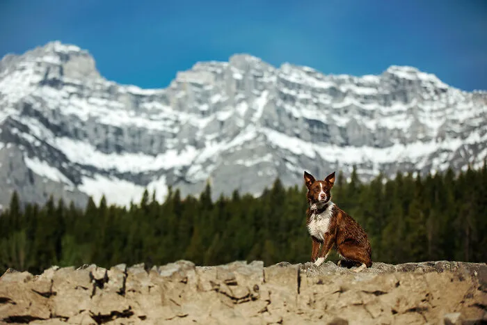Pimm The Red Border Collie