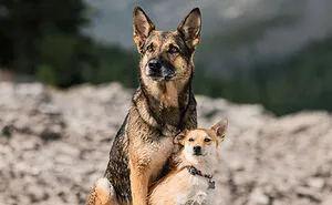 I Photographed 12 Dogs In Banff National Park And Captured Their Love For Adventure