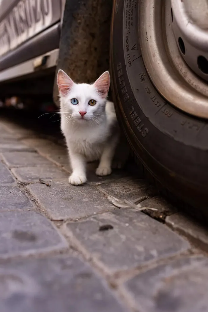 I Photographed Stray Cats Hours Before An Earthquake In Morocco, And Here’s The Result (40 Pics)