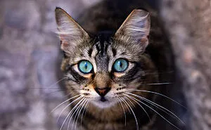 I Photographed Stray Cats Hours Before An Earthquake In Morocco, And Here’s The Result (40 Pics)