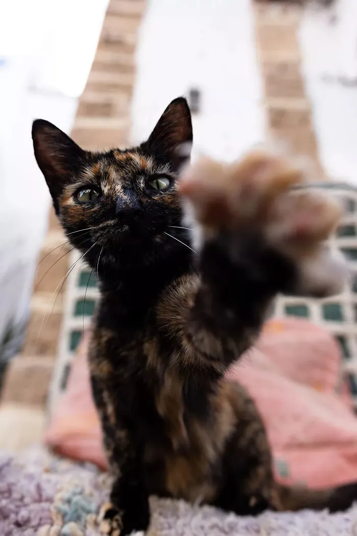 I Photographed Stray Cats Hours Before An Earthquake In Morocco, And Here’s The Result (40 Pics)