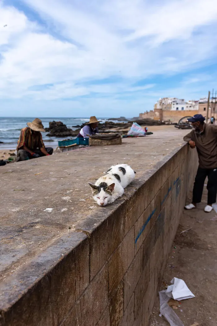 I Photographed Stray Cats Hours Before An Earthquake In Morocco, And Here’s The Result (40 Pics)