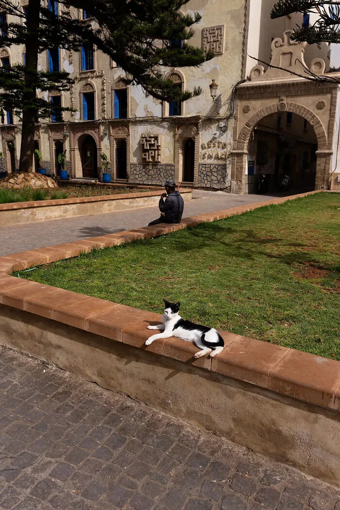 I Photographed Stray Cats Hours Before An Earthquake In Morocco, And Here’s The Result (40 Pics)