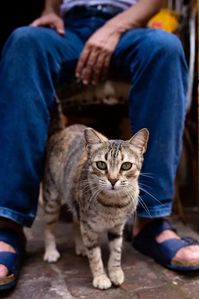I Photographed Stray Cats Hours Before An Earthquake In Morocco, And Here’s The Result (40 Pics)