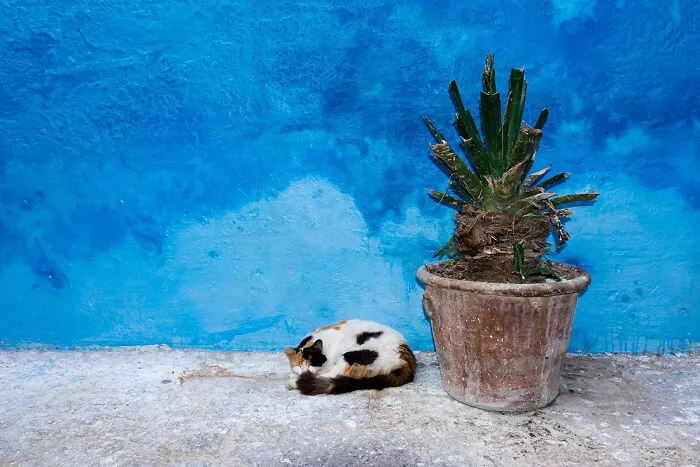 I Photographed Stray Cats Hours Before An Earthquake In Morocco, And Here’s The Result (40 Pics)
