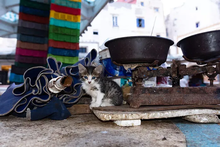 I Photographed Stray Cats Hours Before An Earthquake In Morocco, And Here’s The Result (40 Pics)