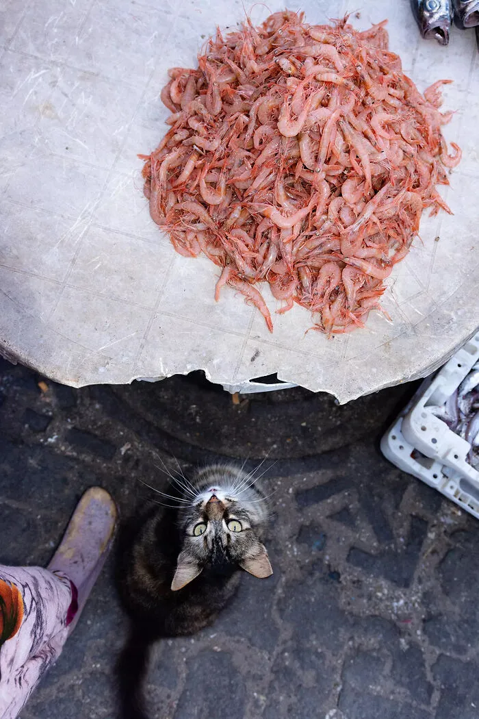 I Photographed Stray Cats Hours Before An Earthquake In Morocco, And Here’s The Result (40 Pics)