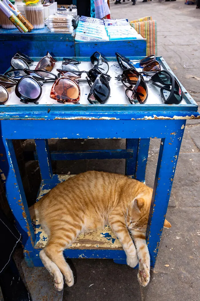 I Photographed Stray Cats Hours Before An Earthquake In Morocco, And Here’s The Result (40 Pics)
