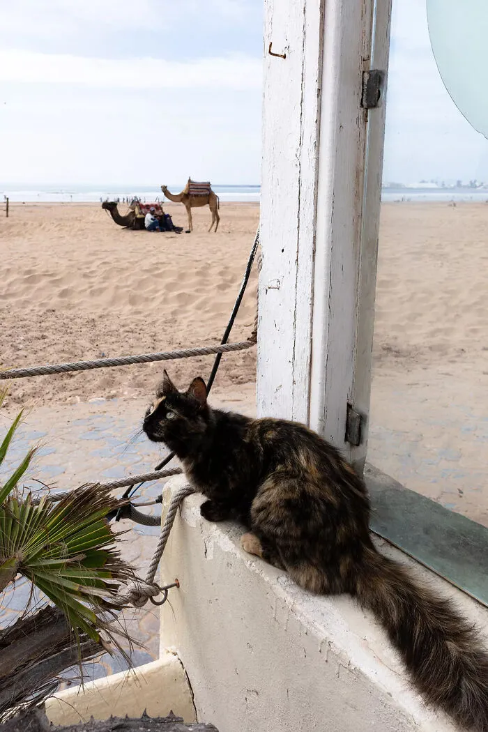 I Photographed Stray Cats Hours Before An Earthquake In Morocco, And Here’s The Result (40 Pics)