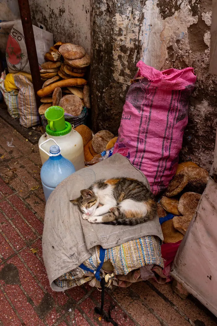 I Photographed Stray Cats Hours Before An Earthquake In Morocco, And Here’s The Result (40 Pics)