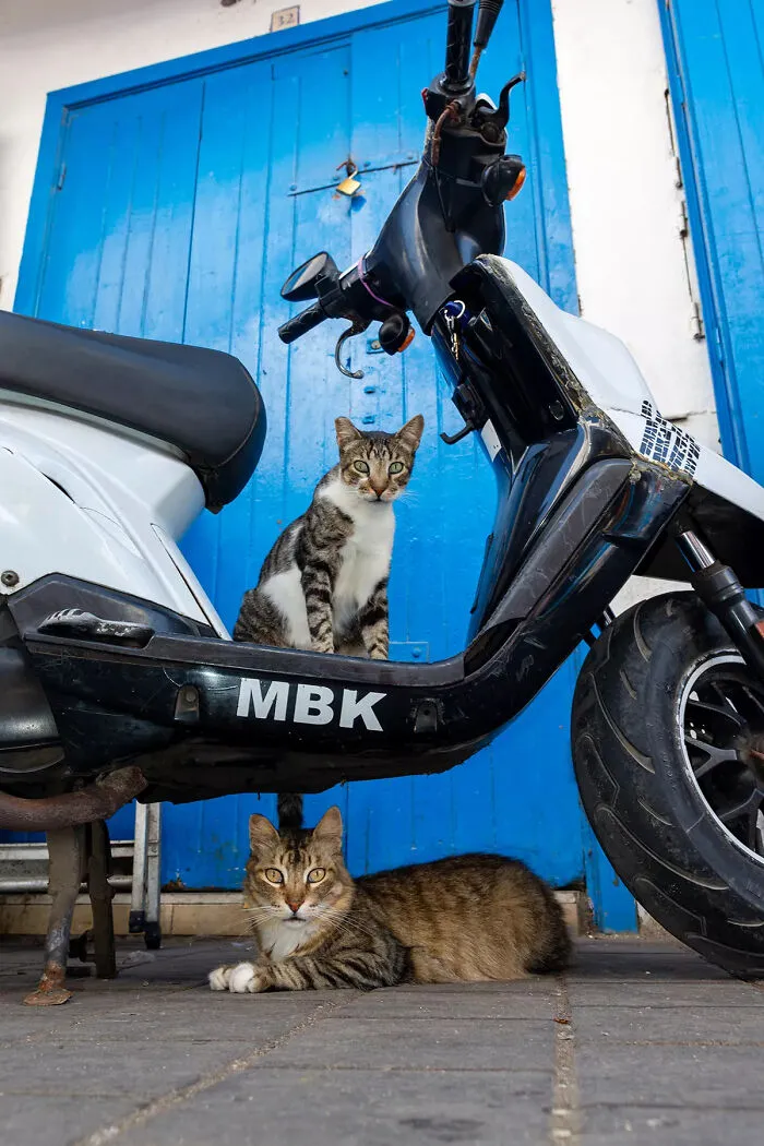 I Photographed Stray Cats Hours Before An Earthquake In Morocco, And Here’s The Result (40 Pics)