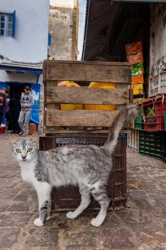 I Photographed Stray Cats Hours Before An Earthquake In Morocco, And Here’s The Result (40 Pics)