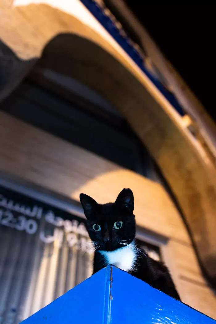 I Photographed Stray Cats Hours Before An Earthquake In Morocco, And Here’s The Result (40 Pics)