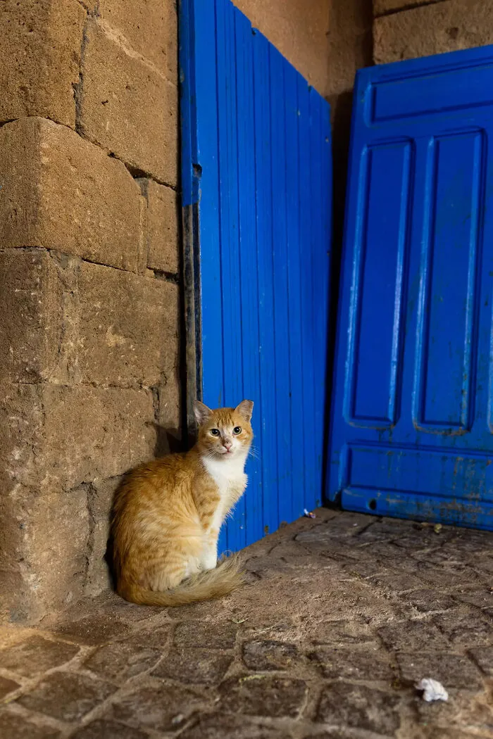 I Photographed Stray Cats Hours Before An Earthquake In Morocco, And Here’s The Result (40 Pics)