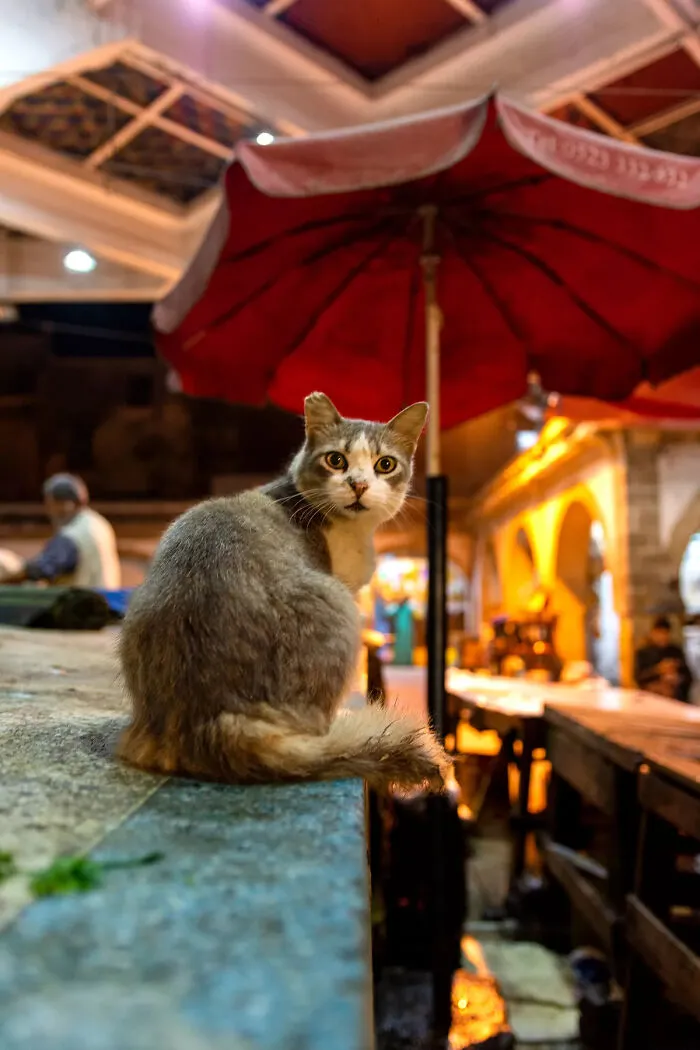I Photographed Stray Cats Hours Before An Earthquake In Morocco, And Here’s The Result (40 Pics)