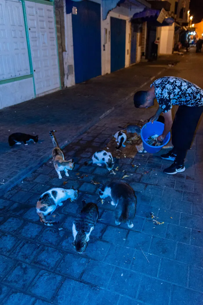 I Photographed Stray Cats Hours Before An Earthquake In Morocco, And Here’s The Result (40 Pics)