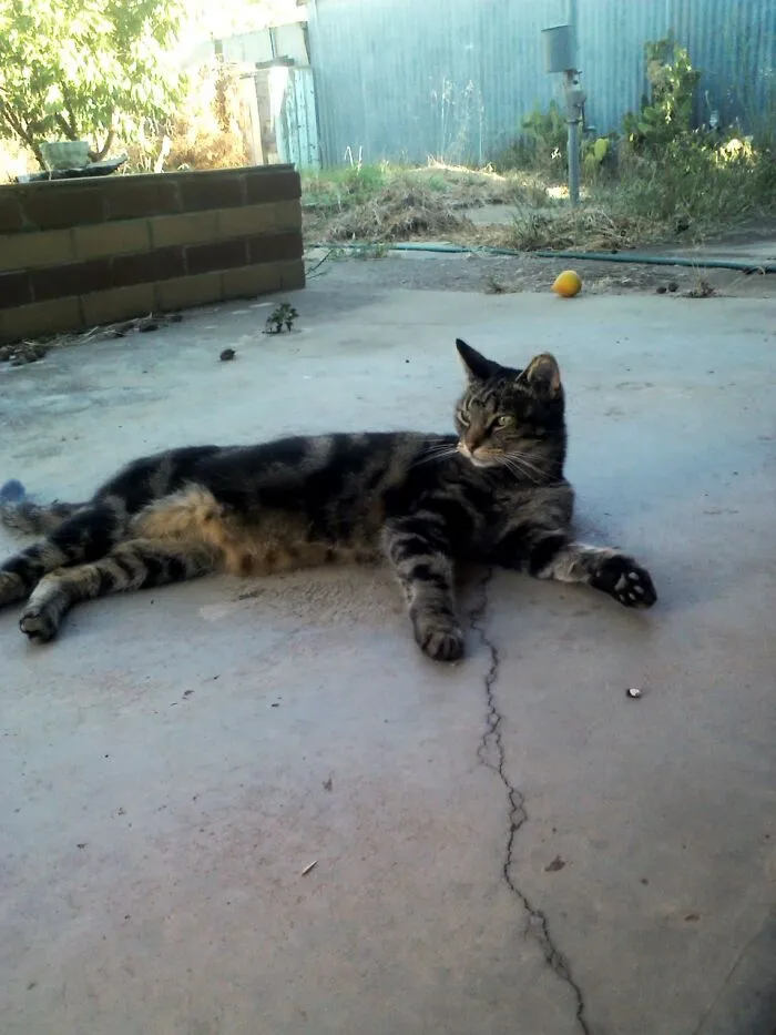 My Poor Sweet Baby, Princess Bubblegum...rip.....i'll Miss Her Forever