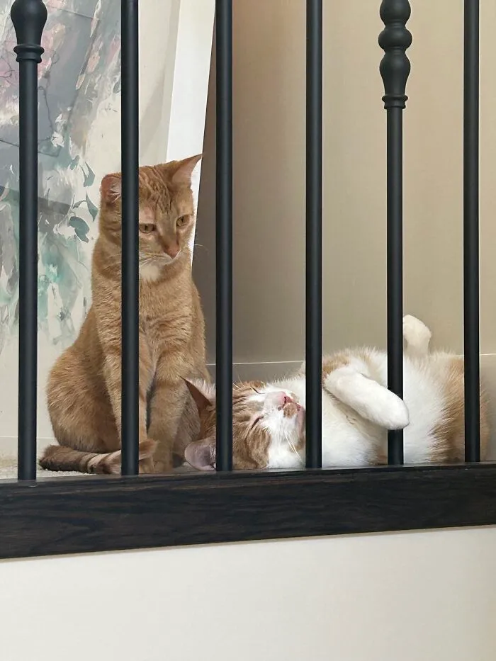 5 Minutes Earlier They Were Chasing Each Other And He Sat On Her. She's Trying To Decide If She Should Return The Favor