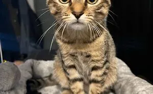 Hey Pandas, Take A Pic Of Your Pet Right Now (Closed)