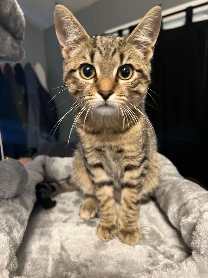 Mr. Kitty